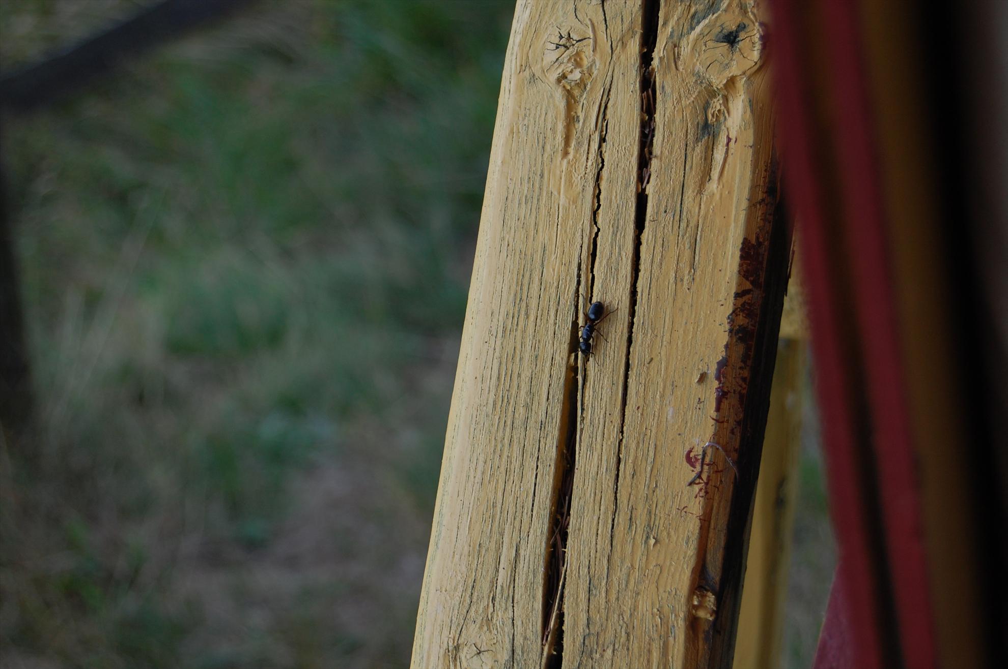 My new passion...1 - 111.JPG